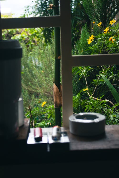 Free stock photo of dark green, garden background, window frame