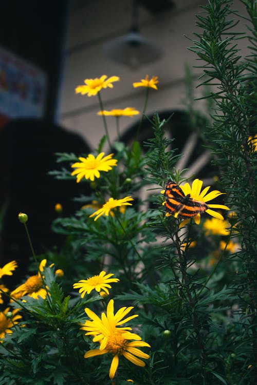 Free stock photo of beautiful flower, butterfly background, butterfly on a flower