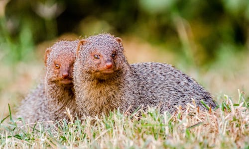 Mongoose in Nature