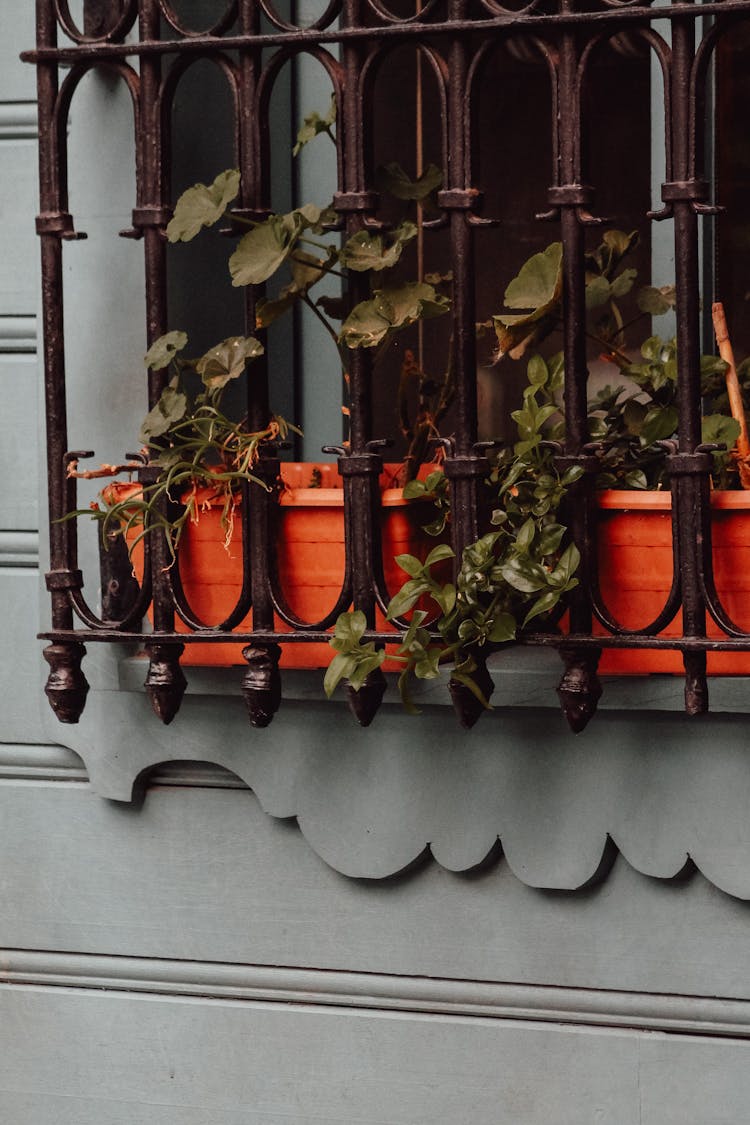 Plants In Pots On Windowsill