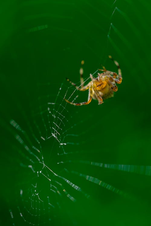 Základová fotografie zdarma na téma detail, fotografie divoké přírody, fotografování zvířat