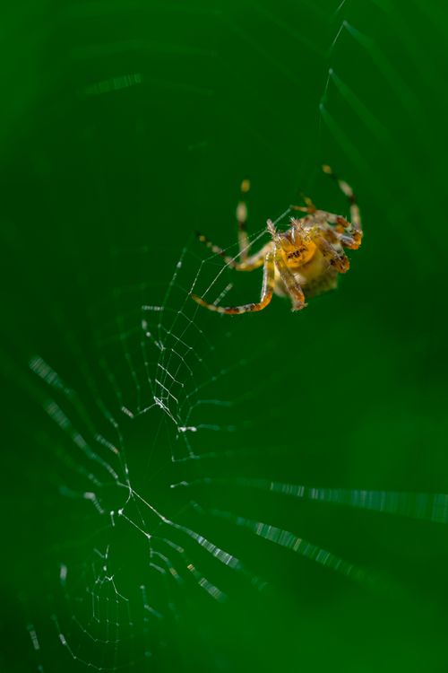 Free A detailed close-up of a spider on its intricately woven web against a green background. Stock Photo