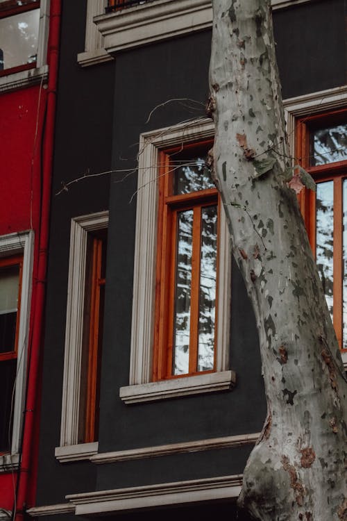 Darmowe zdjęcie z galerii z drzewo, dzielnice mieszkalne, fasada