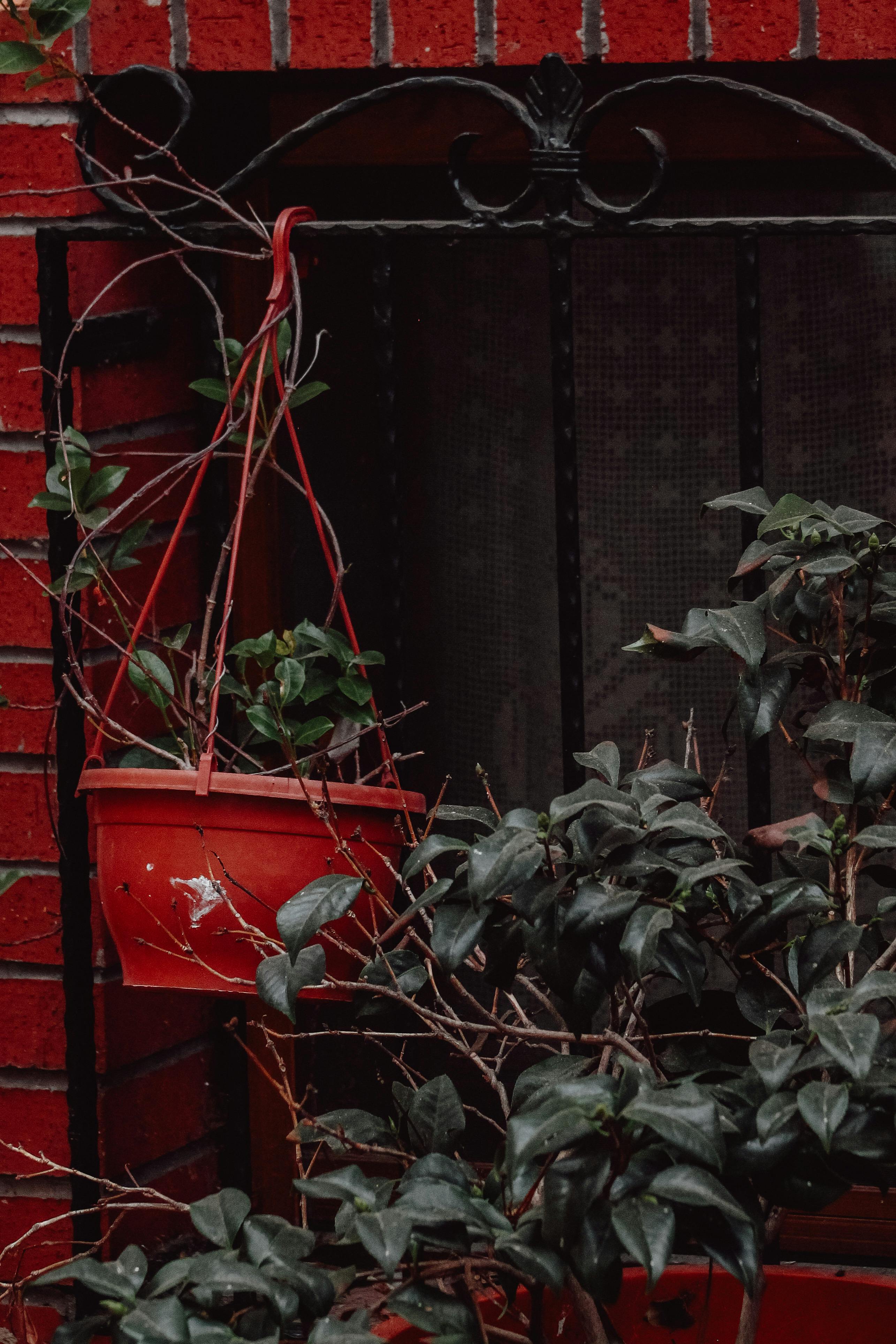 Ivy on Wall · Free Stock Photo