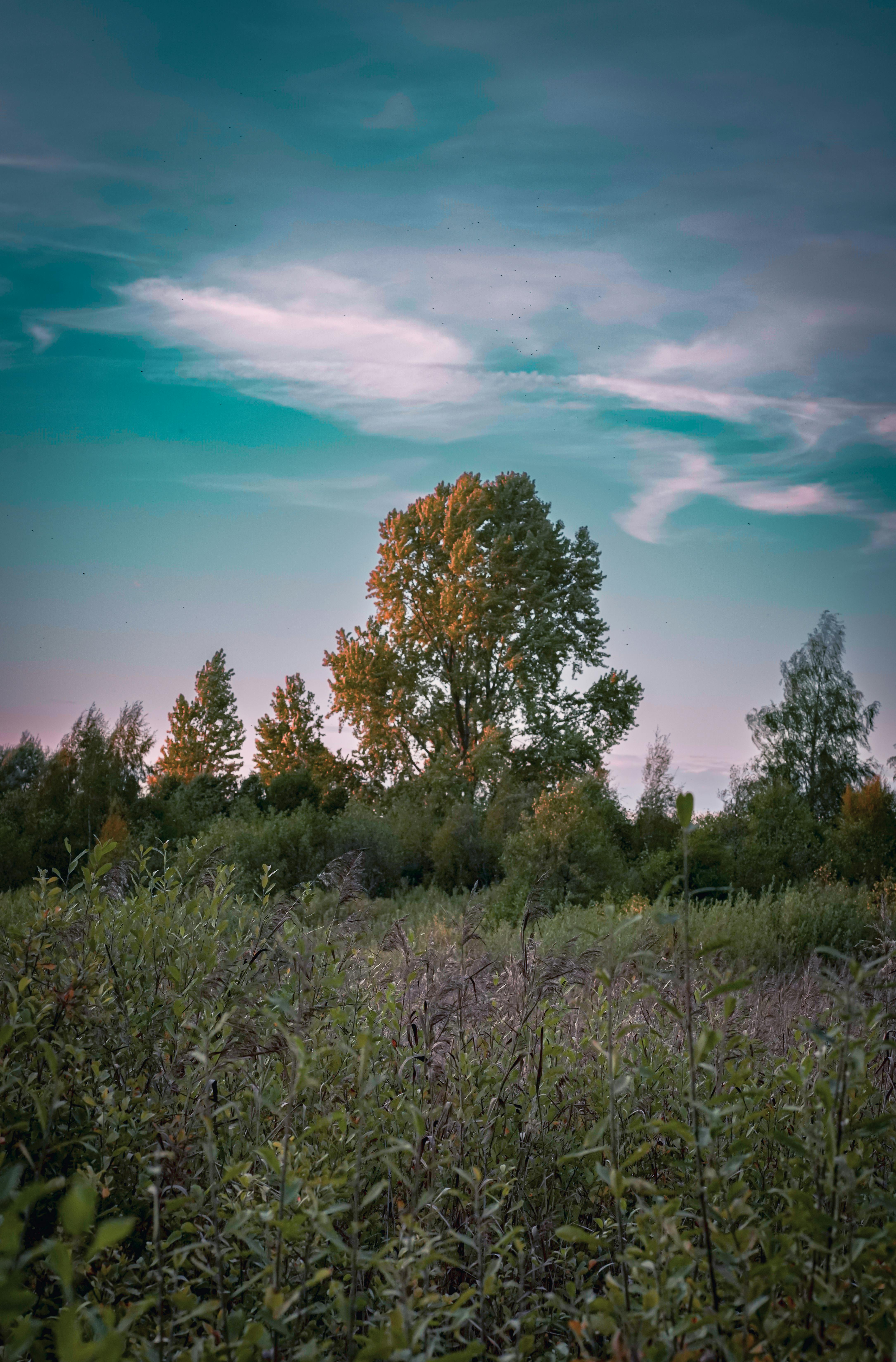 Peaceful sunrise over a rural meadow with trees and lush flora, capturing nature's beauty.