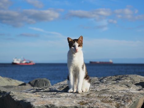 The Story of Chablis the Ship's Cat