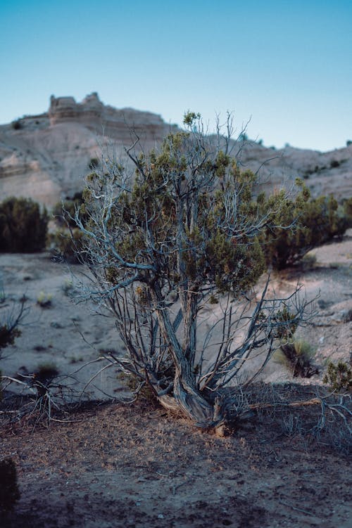 A Dry Shrub in the Desert
