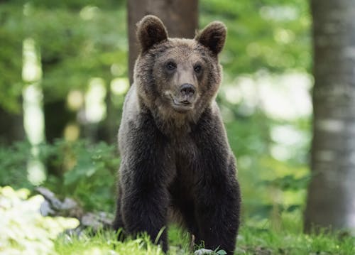 Foto stok gratis alam, beruang cokelat, fokus selektif