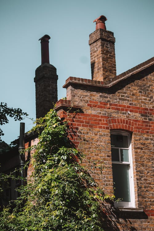 Part of a Brick House Overgrown with Ivy