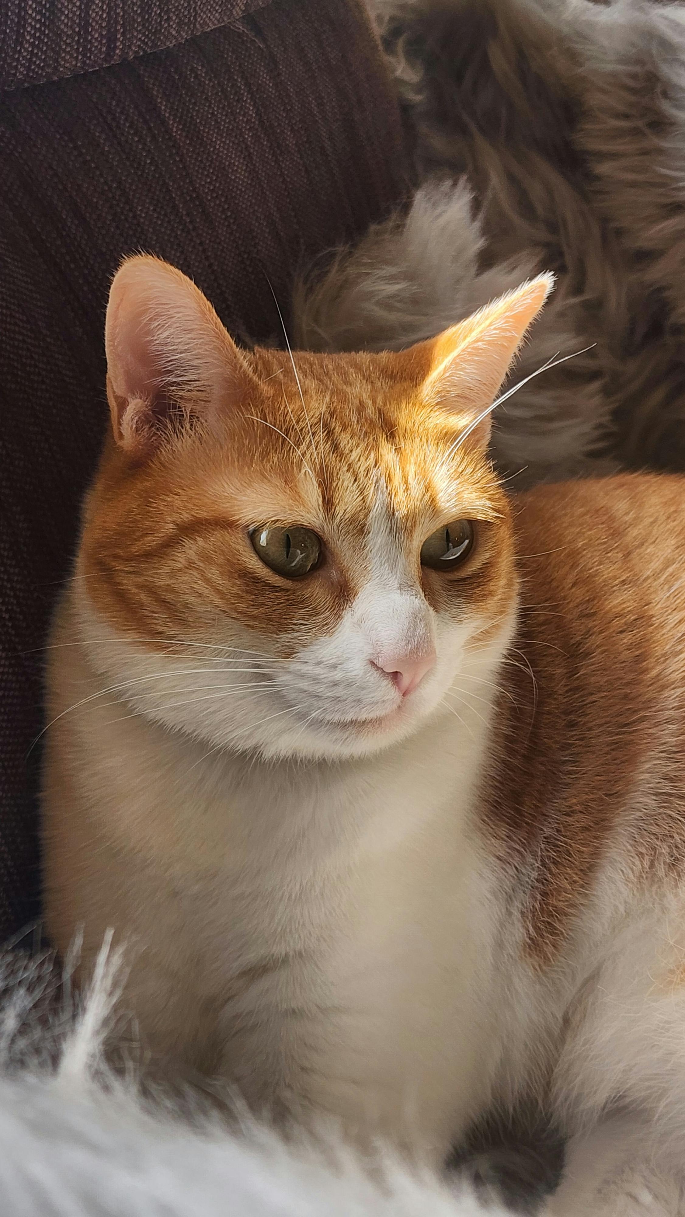 Cat Rolled Up In Blanket Photos, Download The BEST Free Cat Rolled Up