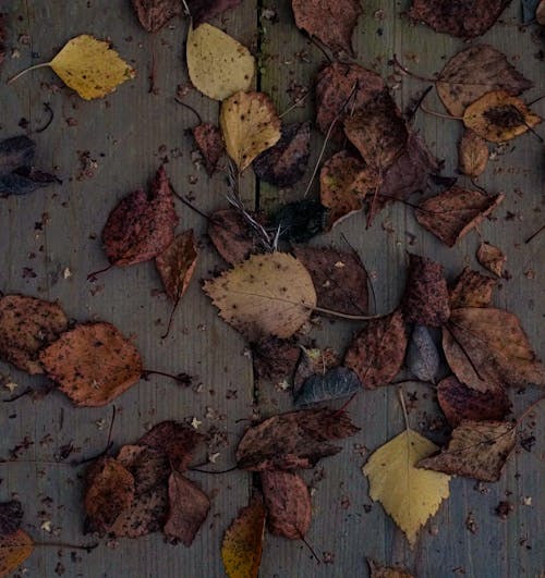 Darmowe zdjęcie z galerii z deski, jesień, liście