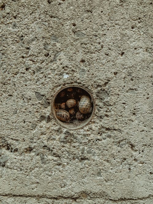 Snails in the Hole