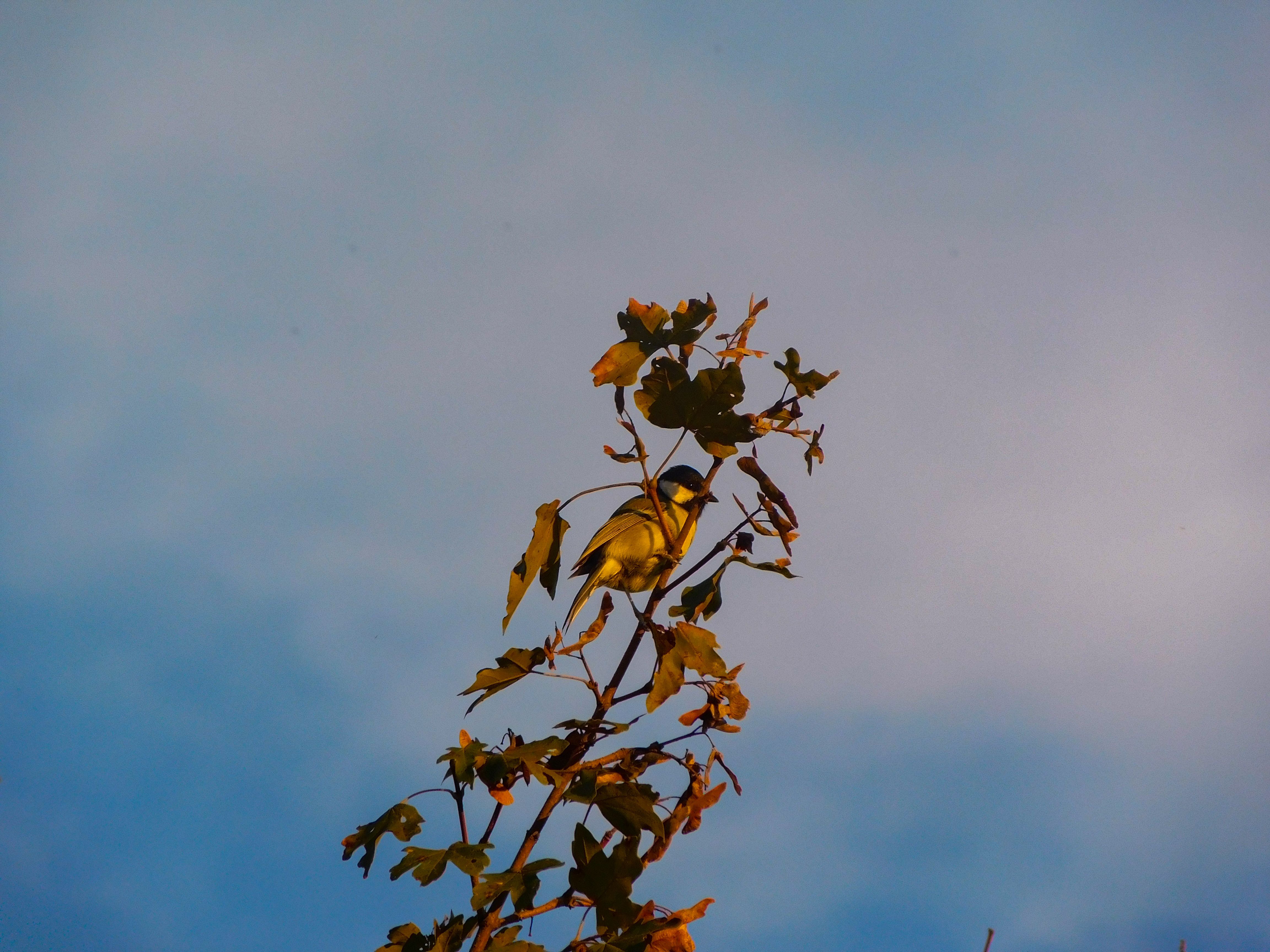x Pyxis x - Photography