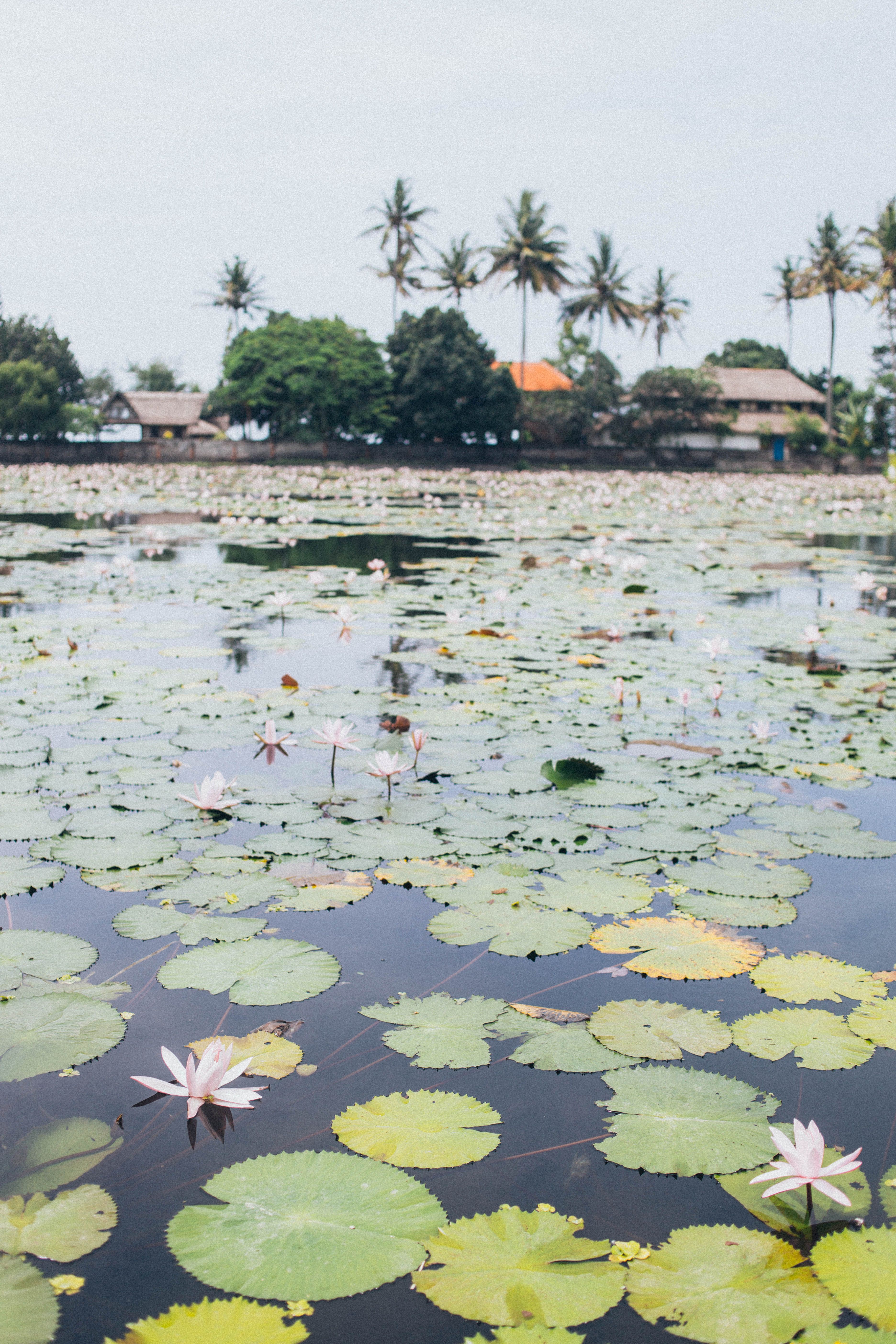 A tranquil pond filled with blooming water lilies surrounded by lush greenery and palm trees.