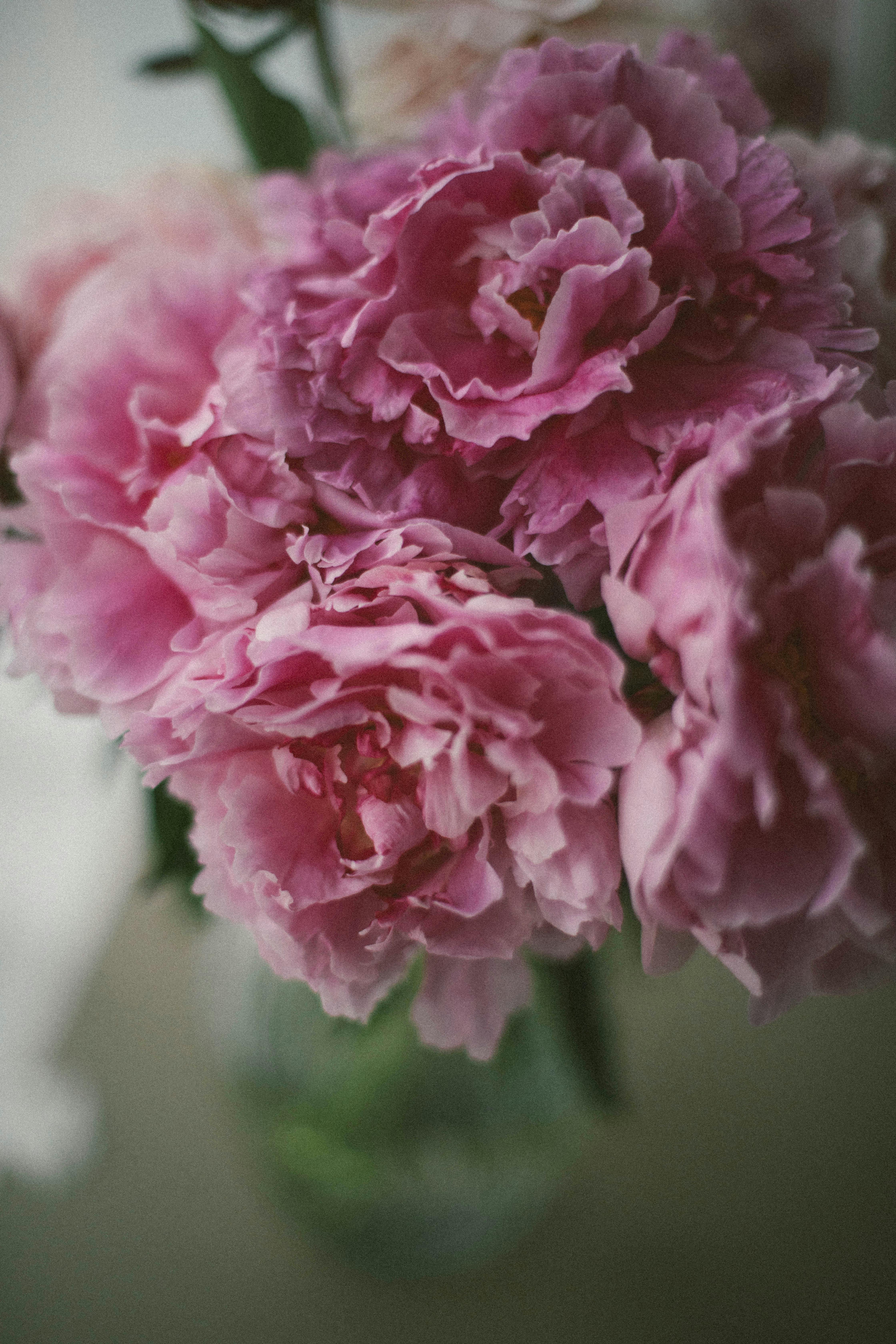 A close-up of a vibrant pink peony bouquet captured with soft, delicate focus.