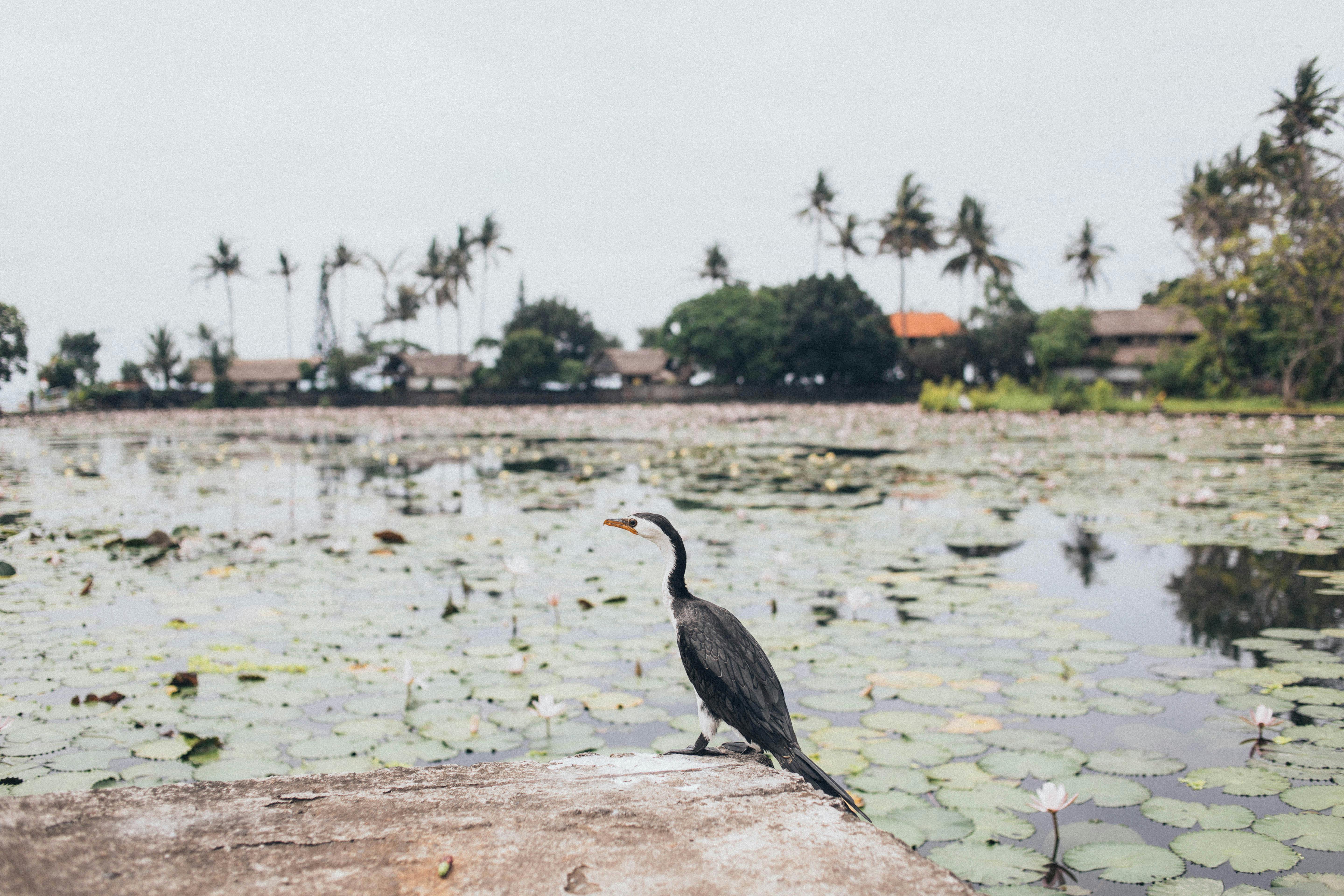Black Bird Near Pond · Free Stock Photo