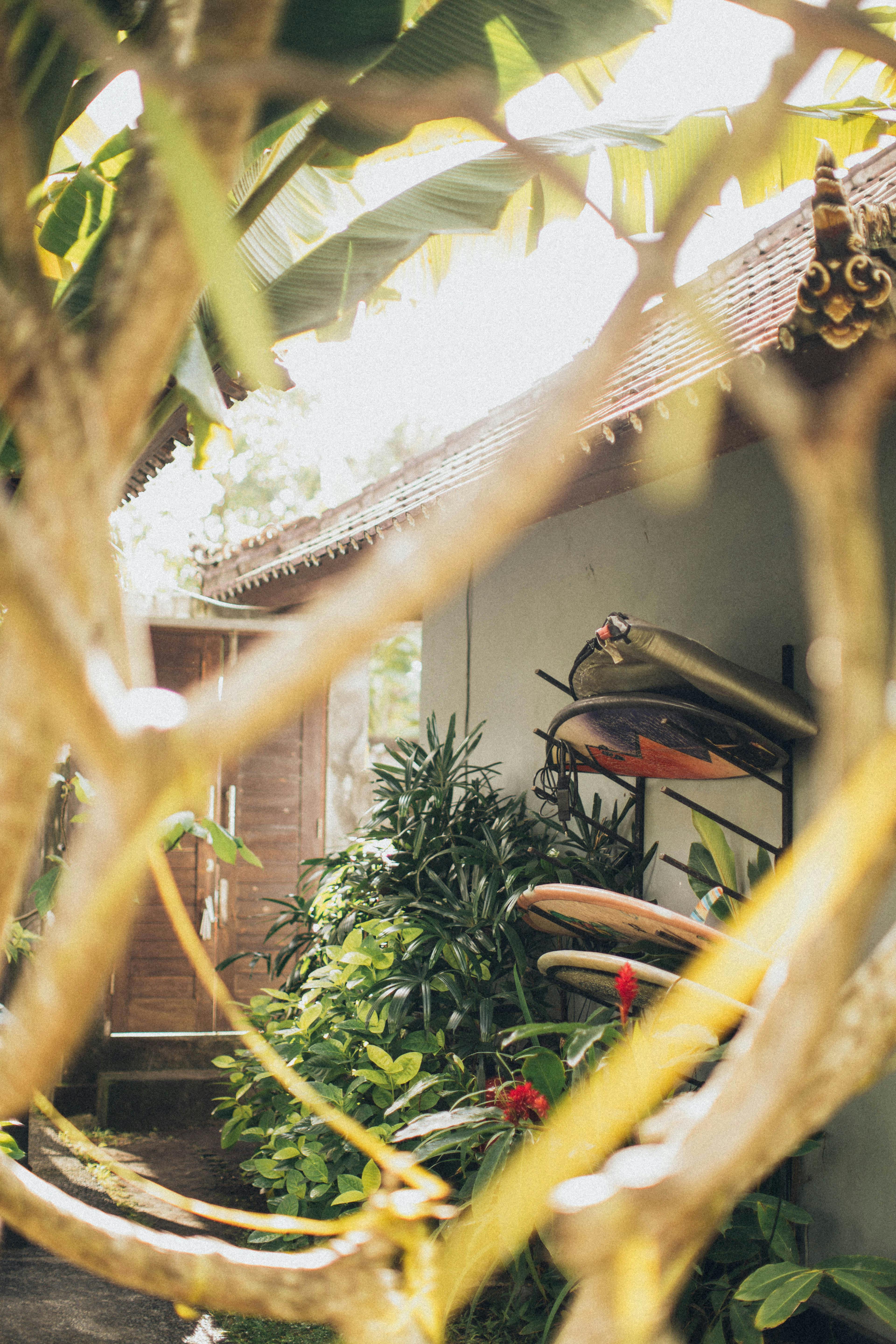 A serene tropical garden with lush foliage, surfboards, and traditional architecture.