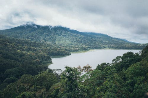 Fotografía De Vista Superior De árboles Cerca Del Cuerpo De Agua