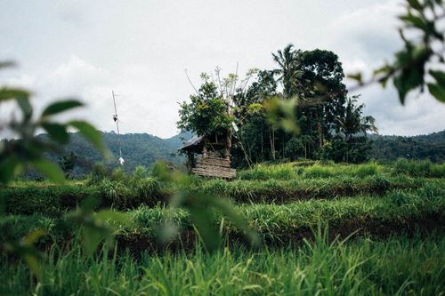 Free A charming wooden shed amidst verdant rice terraces and tropical trees under a cloudy sky. Stock Photo