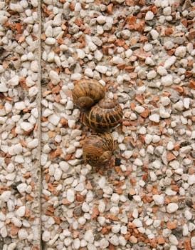 Macro view of snails crawling on a textured pebbled surface, blending into the stony background.