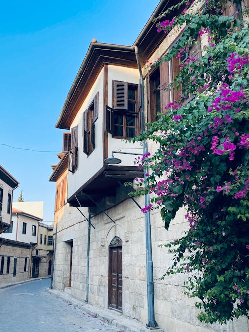 Tree and Building in Old Town