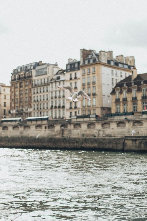 Free A seagull gracefully flies over the riverfront and historic architecture of Paris. Stock Photo