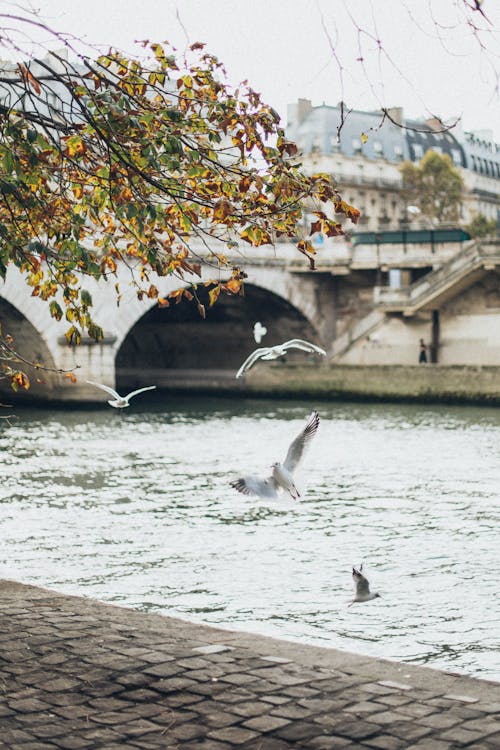 Free Birds Flying Near River With Concrete Bridge Stock Photo