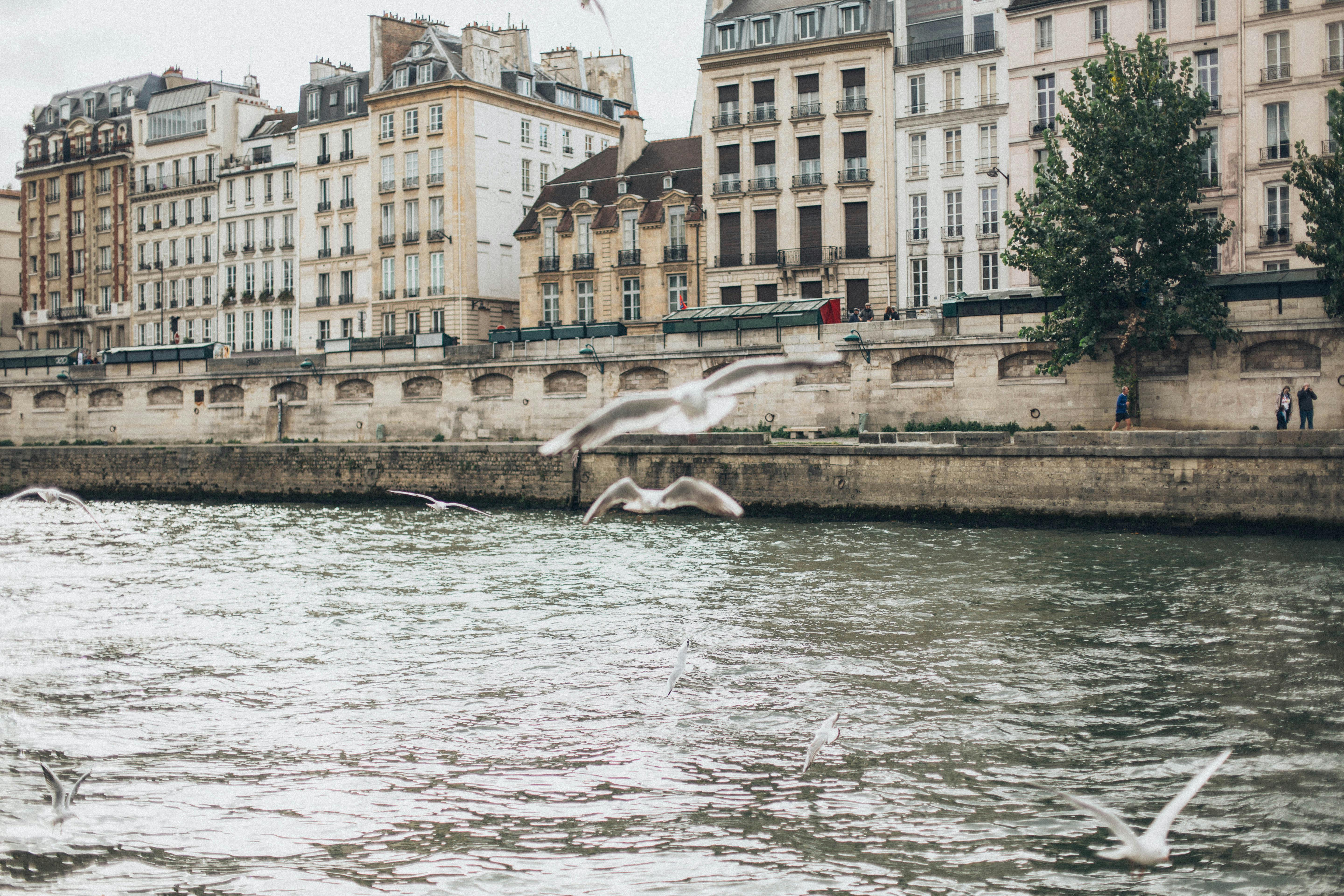 seagulls flying over river near buildings