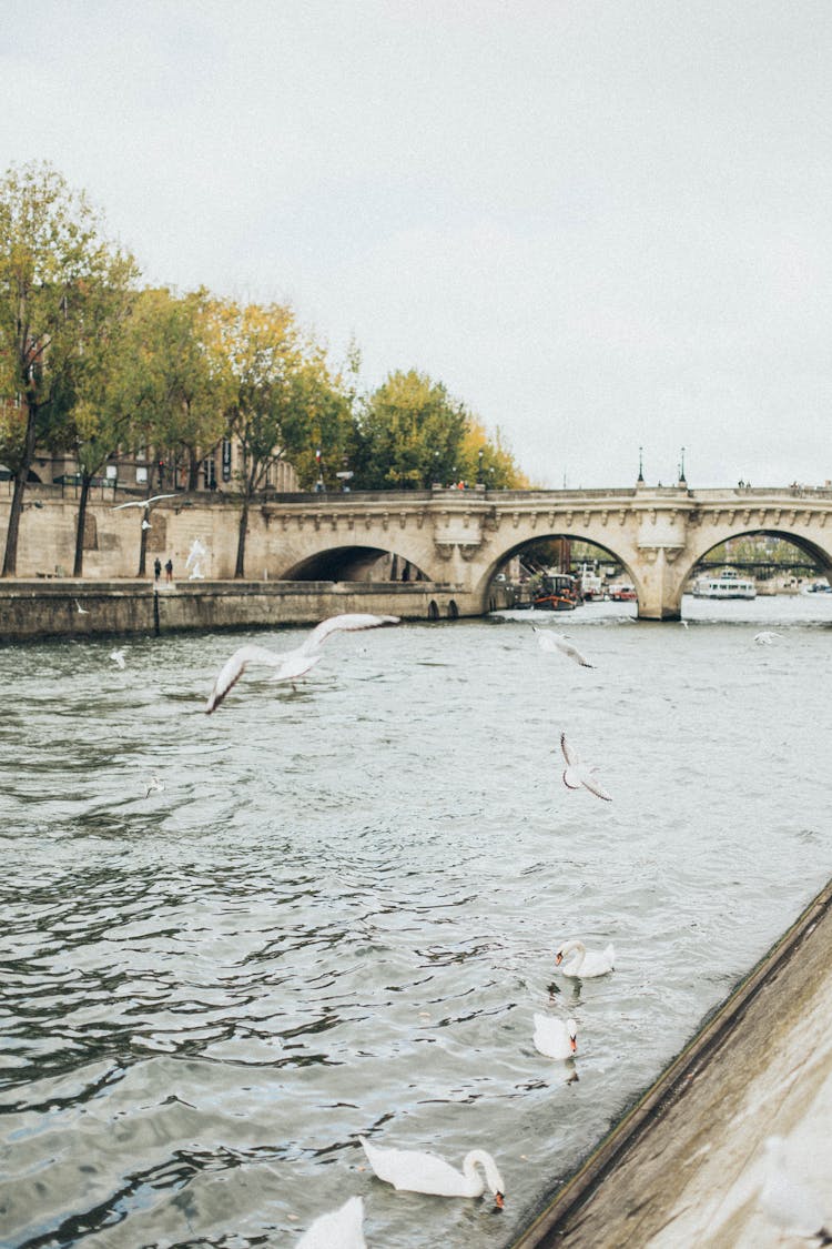 Photo Of Waterfowls On River