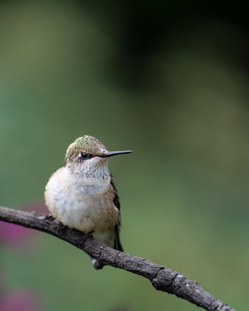 A Hummingbird Sitting on a Tree Branch