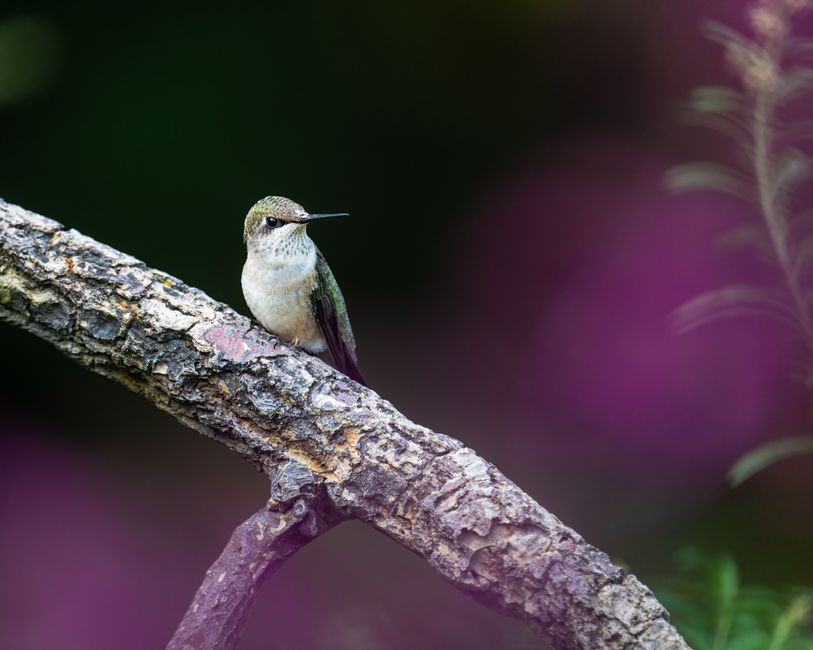 A serene shot of a hummingbird quietly perching on a textured branch in nature.
