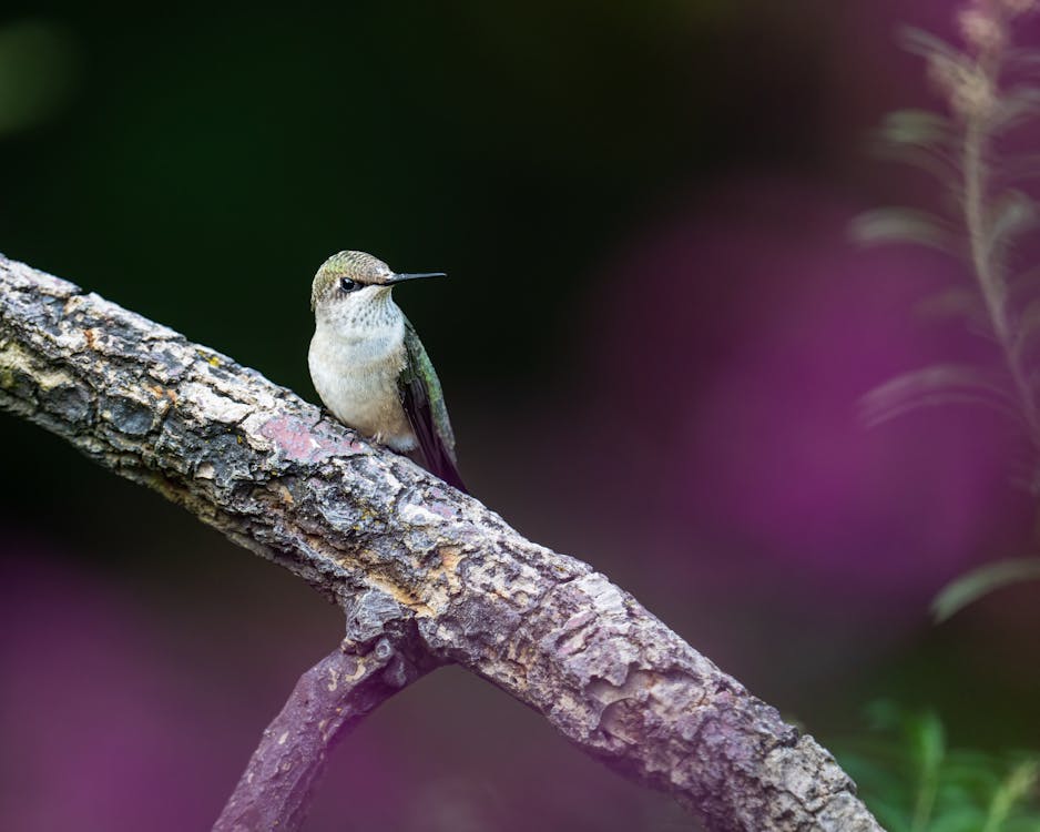 Základová fotografie zdarma na téma detail, fotografie divoké přírody, fotografování zvířat