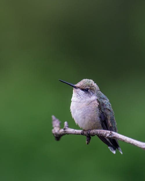 A Hummingbird Sitting on a Tree Branch