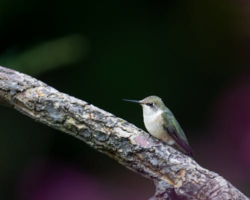 Close up of Hummingbird on Branch