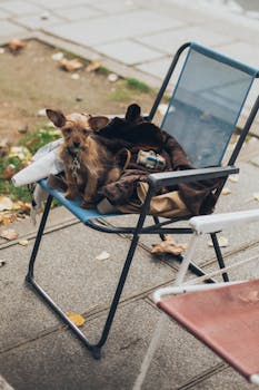 秋天，可爱的狗舒适地趴在户外的椅子上休息