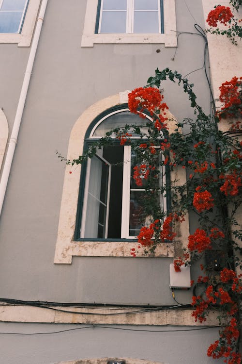 Exterior of a Residential Building and Red Flowers Growing Outside