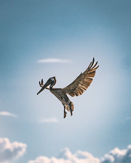 Ingyenes stockfotó állatfotók, barna pelikán, fényképek a vadvilágról témában Stockfotó