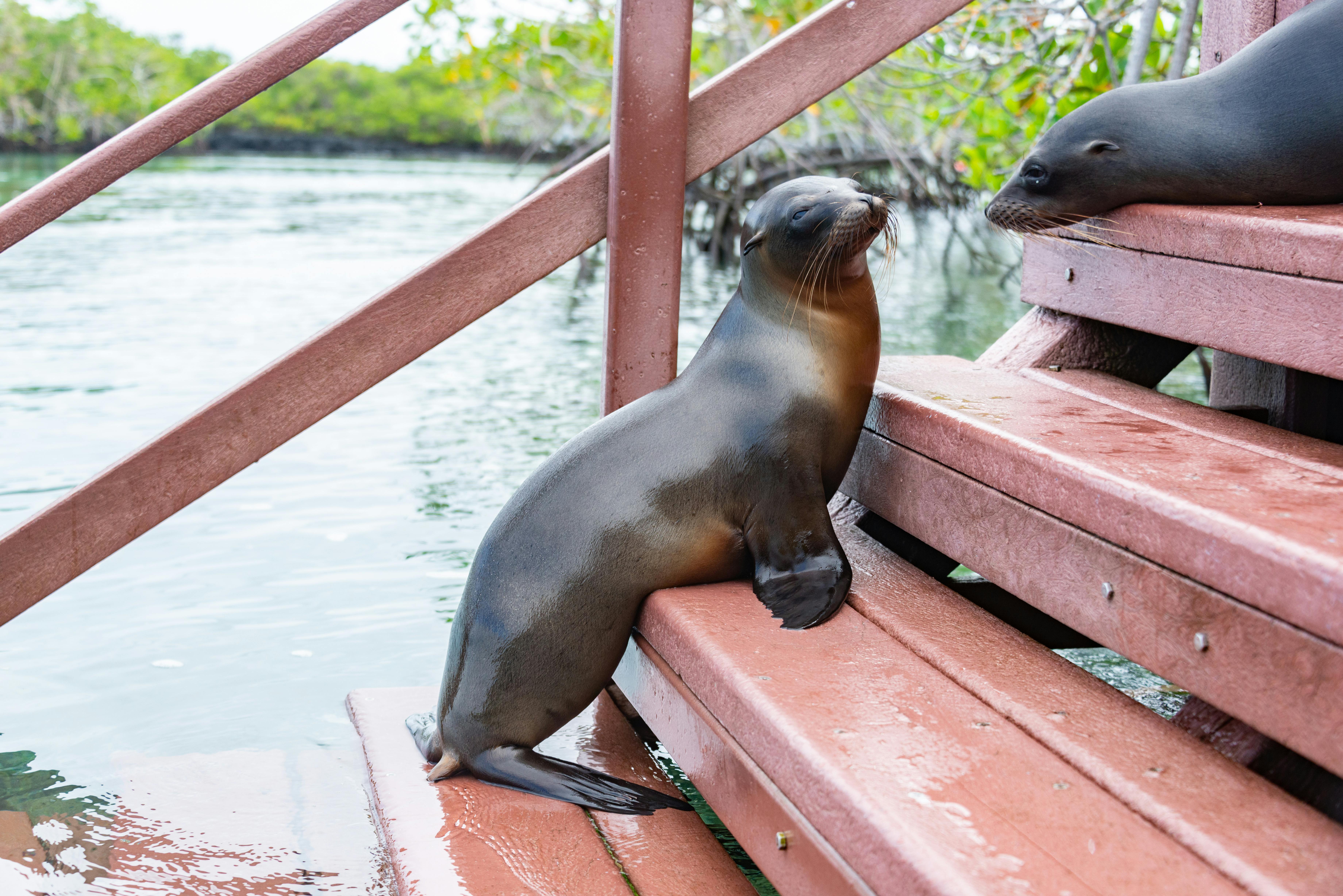 Fotos Videos Engracados Animais, 93.000+ fotos de arquivo grátis