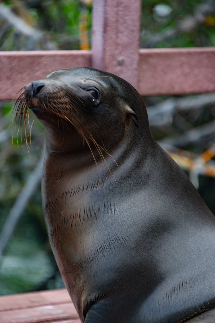 A Seal On A Pier