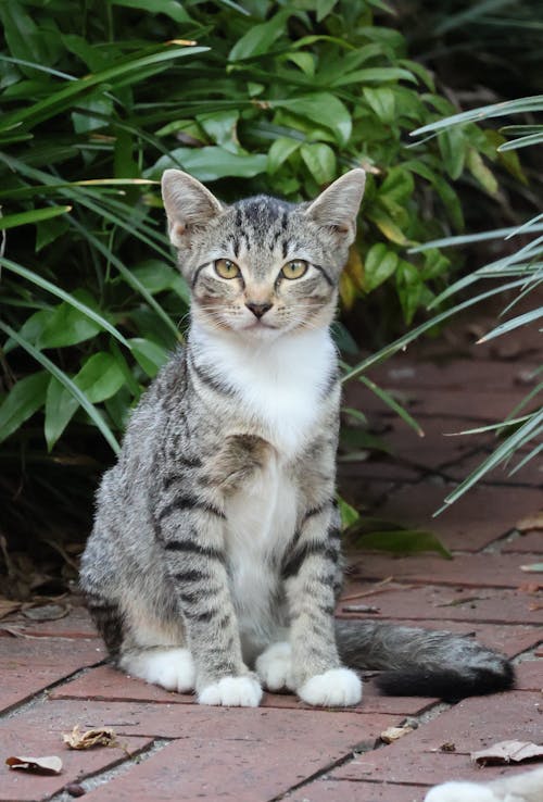 Fotos de stock gratuitas de doméstico, fotografía de animales, gatito