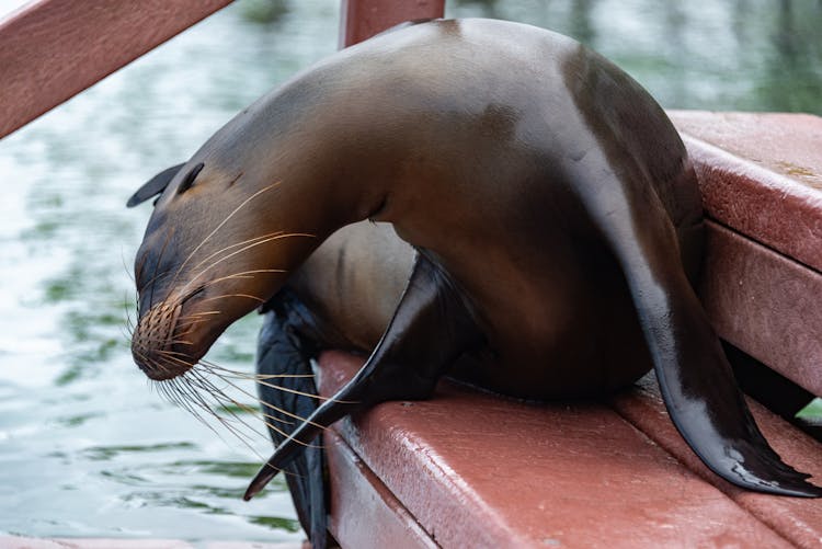 Seal On Stairs Step