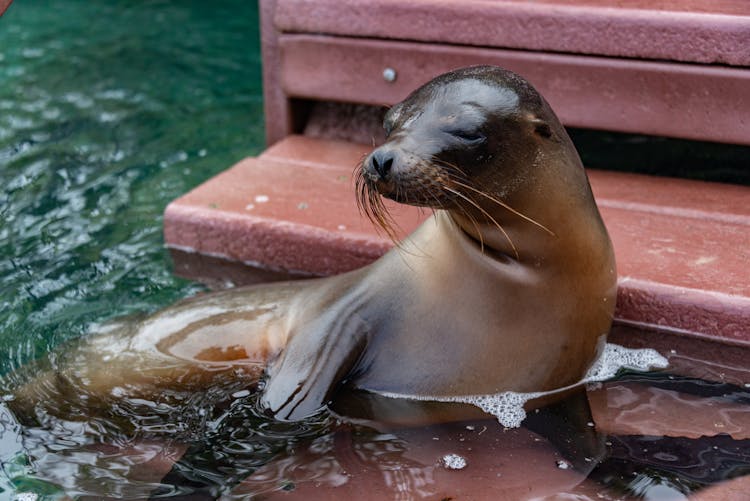 Seal In Water By Stairs