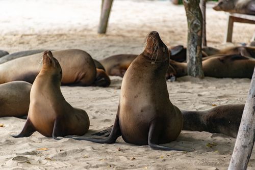 Free Group of Galapagos sea lions lounging on a sandy beach, displaying natural behavior. Stock Photo