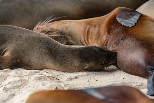 Free A peaceful scene of seals resting together on a sandy beach, showcasing wildlife tranquility. Stock Photo