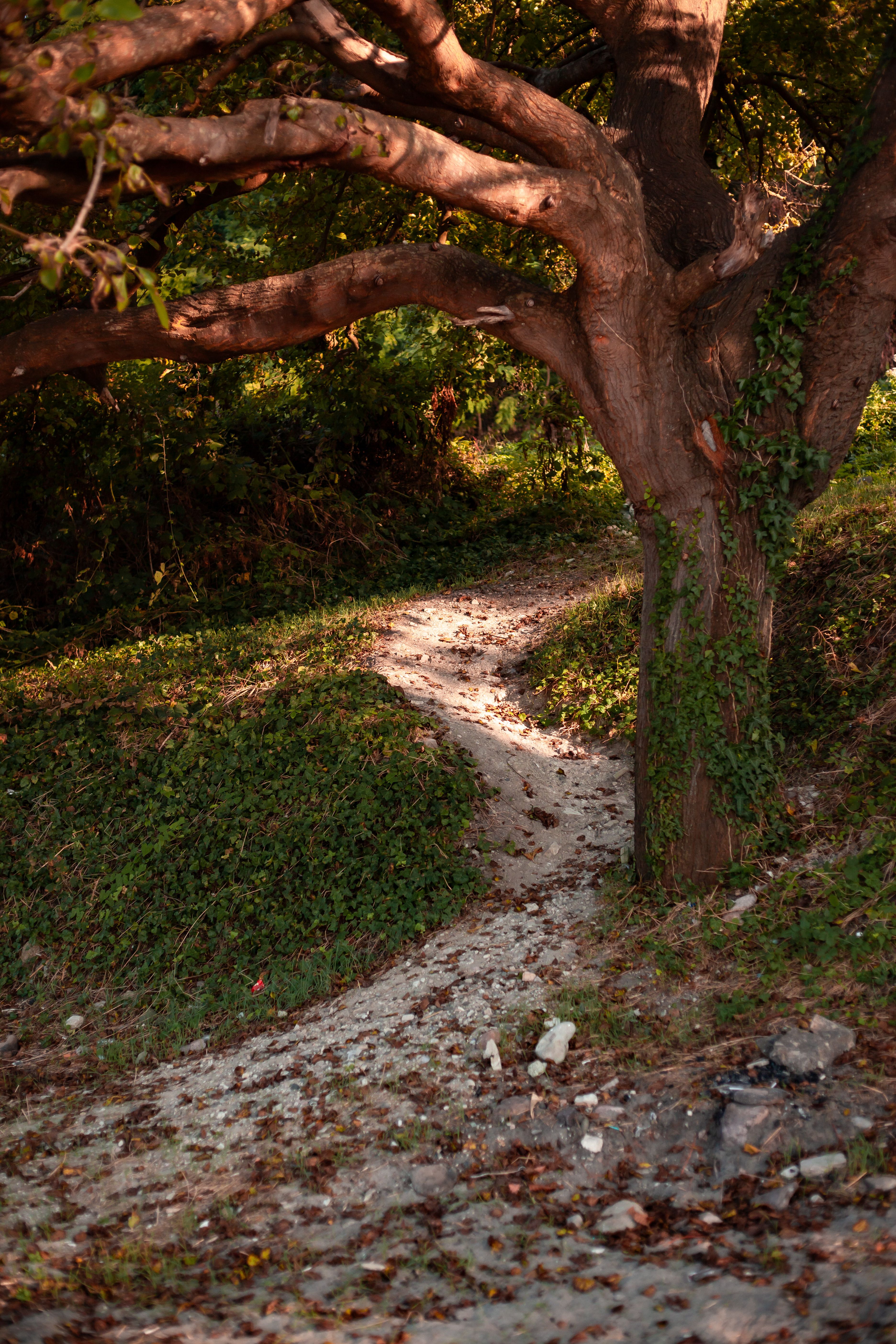 Tree by Footpath in Forest · Free Stock Photo