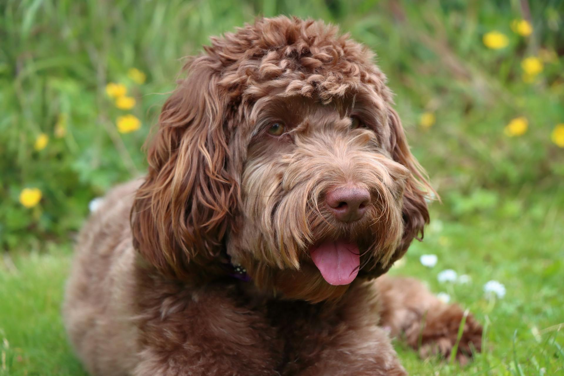 En brun cockapoo-hund som ligger i gräset