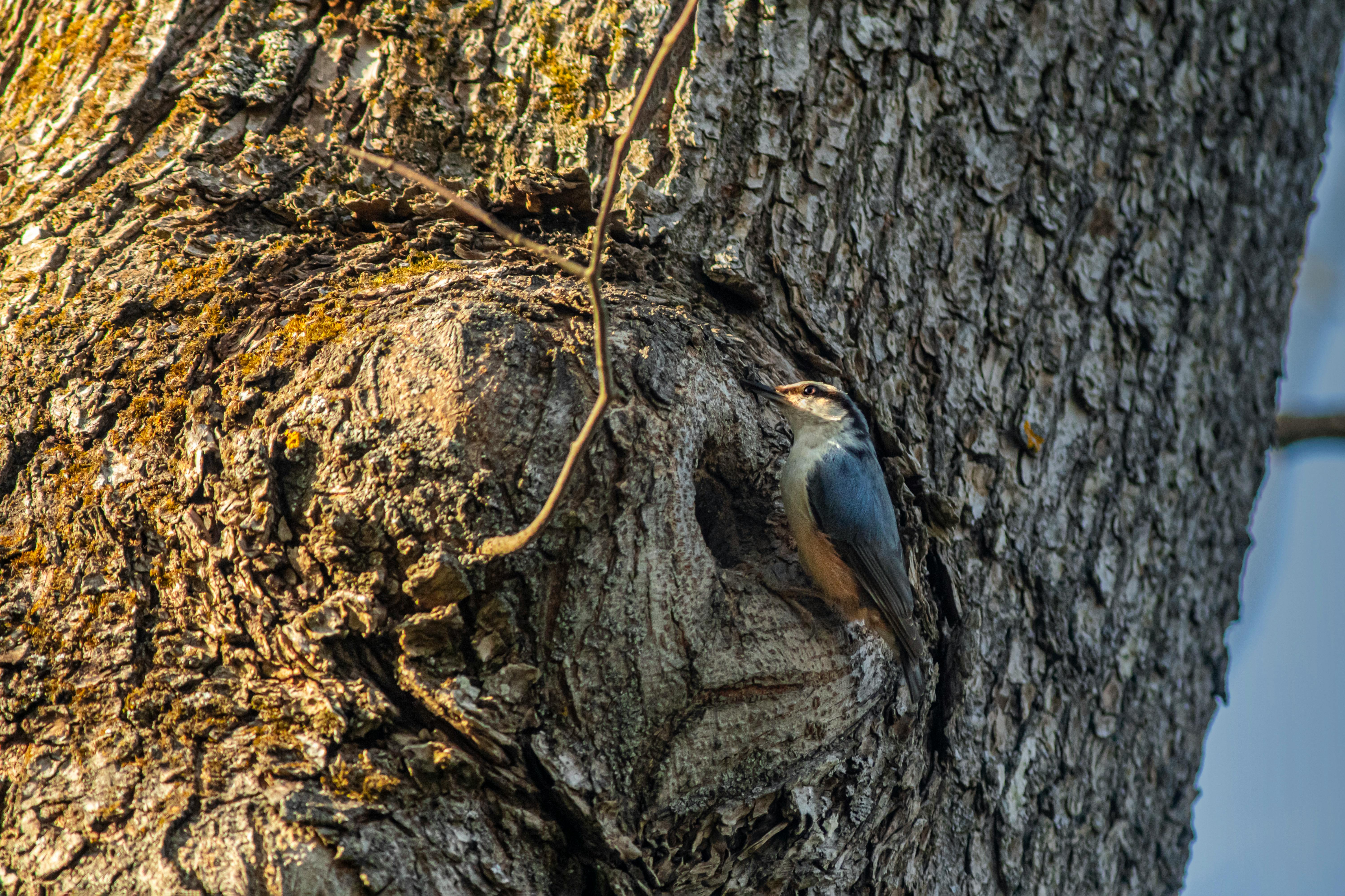 Eurasian Nuthatch perched on a tree in a protected green space - levels editing urban birds