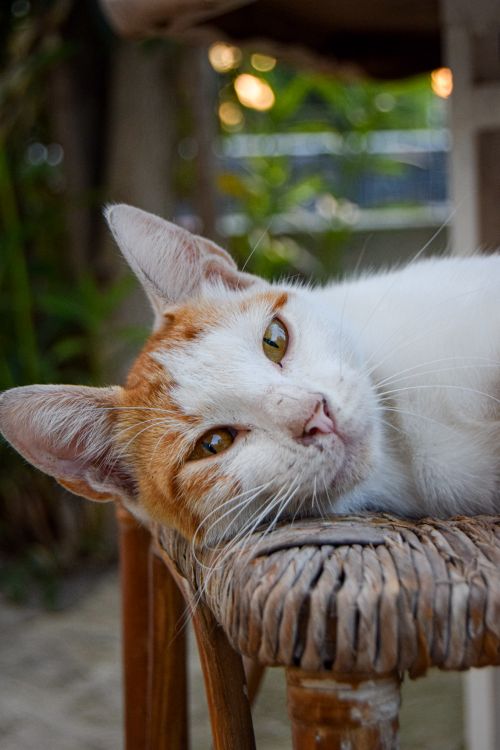 Free Close-up of a calico cat relaxing on a wicker chair outdoors, amidst greenery. Stock Photo
