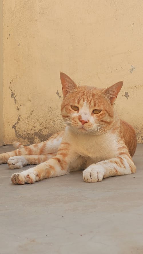 A Ginger Kitten Lying on the Ground 