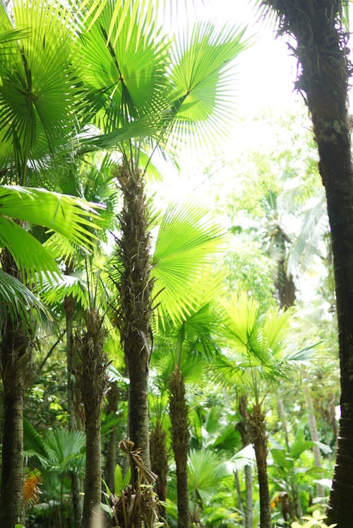 Kostnadsfri bild av bambuskog, bli grön, färsk